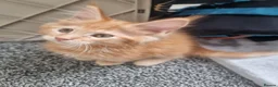 Maine Coon cats for sale: TICA REG. MAINE COON KITTENS  - Advert 22