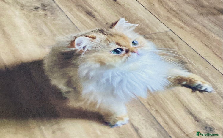 British Longhair cats in Luton - Advert 1