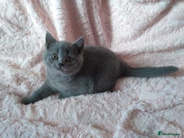 British Shorthair cats - Advert 8