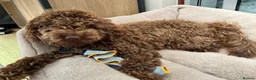 Cockapoo dogs for sale: Gorgeous Cappuccino Curly Cockapoo in Milton Keynes - Advert 9