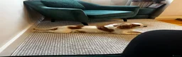 Cavalier King Charles Spaniel dogs for sale: Pedigree cavalier bitch  - Advert 4