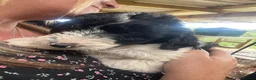 Bordoodle dogs for sale: Beautiful Bordoodle pups  - Advert 24