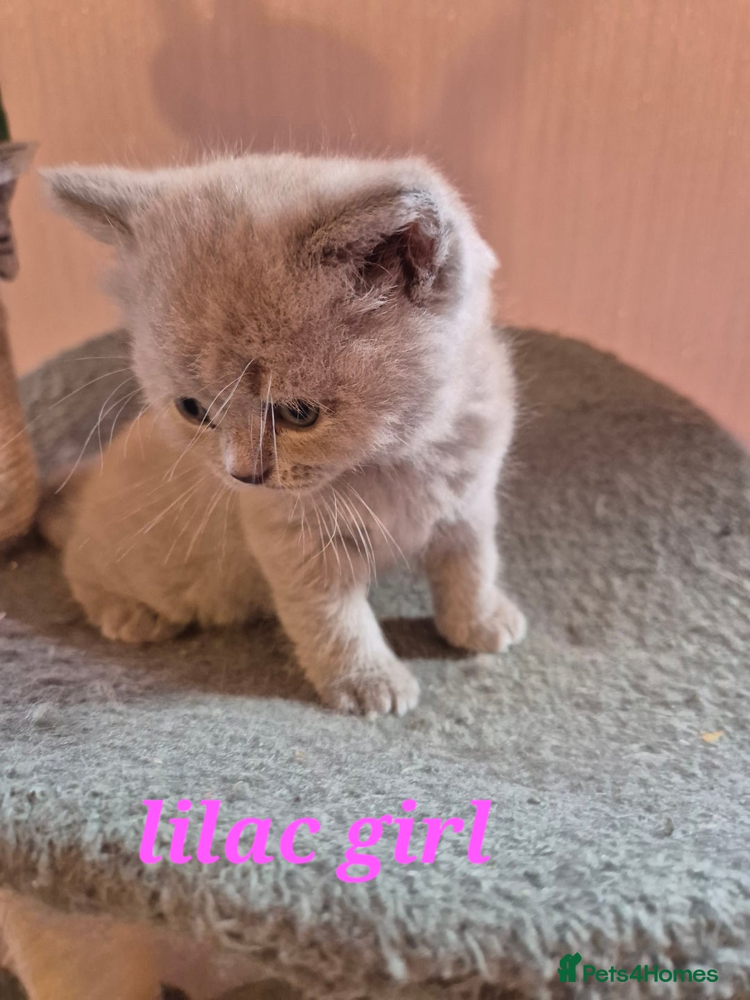 British Shorthair cats for sale: BSH kittens for new home  - Image 15