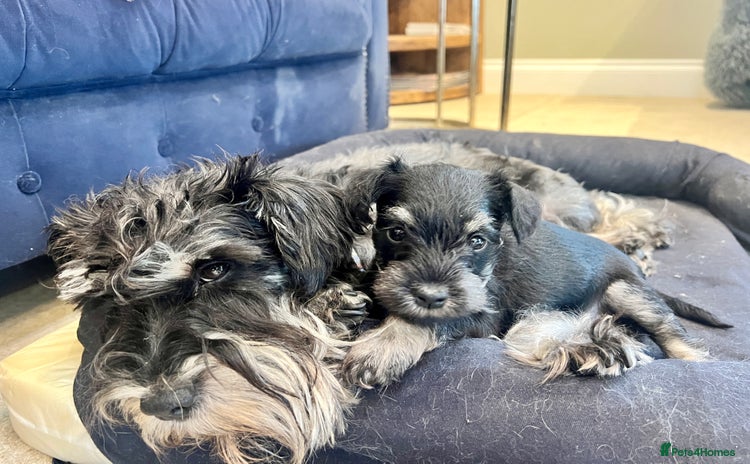 Miniature Schnauzer dogs - Advert 1