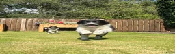 Border Collie dogs for sale: Farm reared Collie pups in Biggar - Advert 6