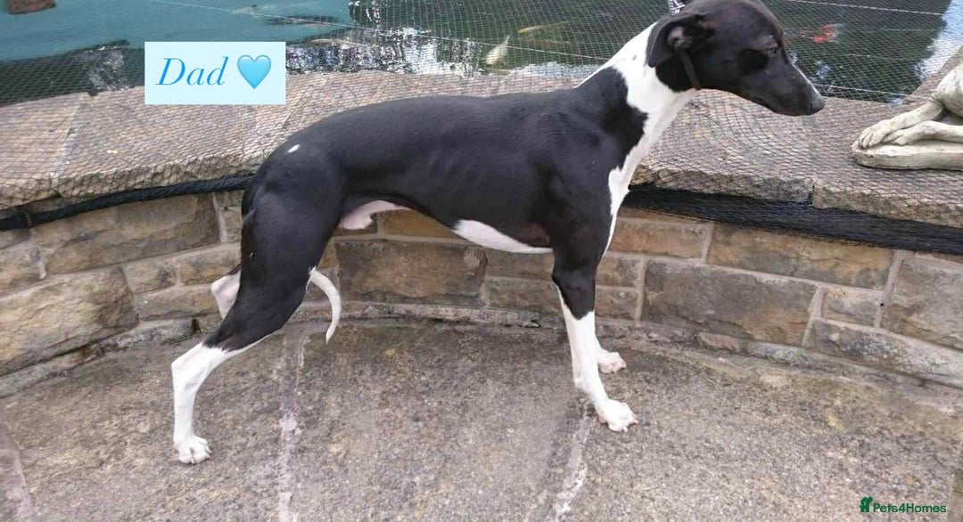 Whippet dogs for sale: 6 Stunning KC Pedigree Whippet Puppies - Image 22