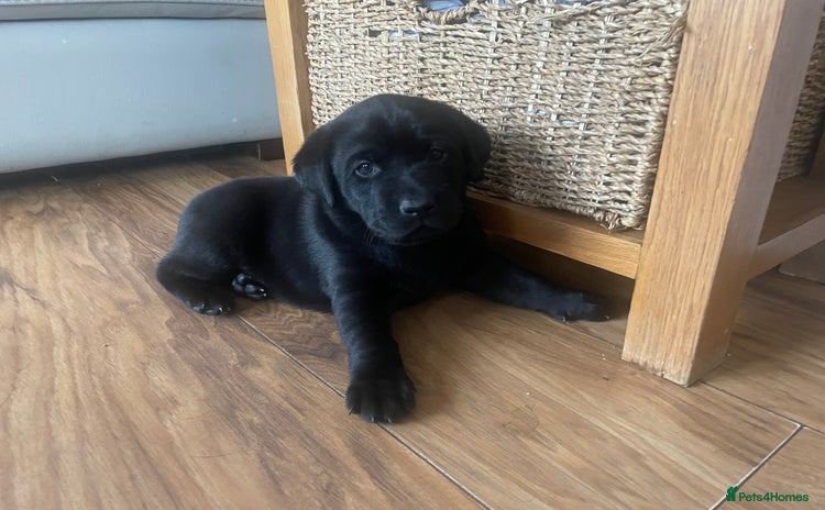 Labrador Retriever dogs - Advert 13