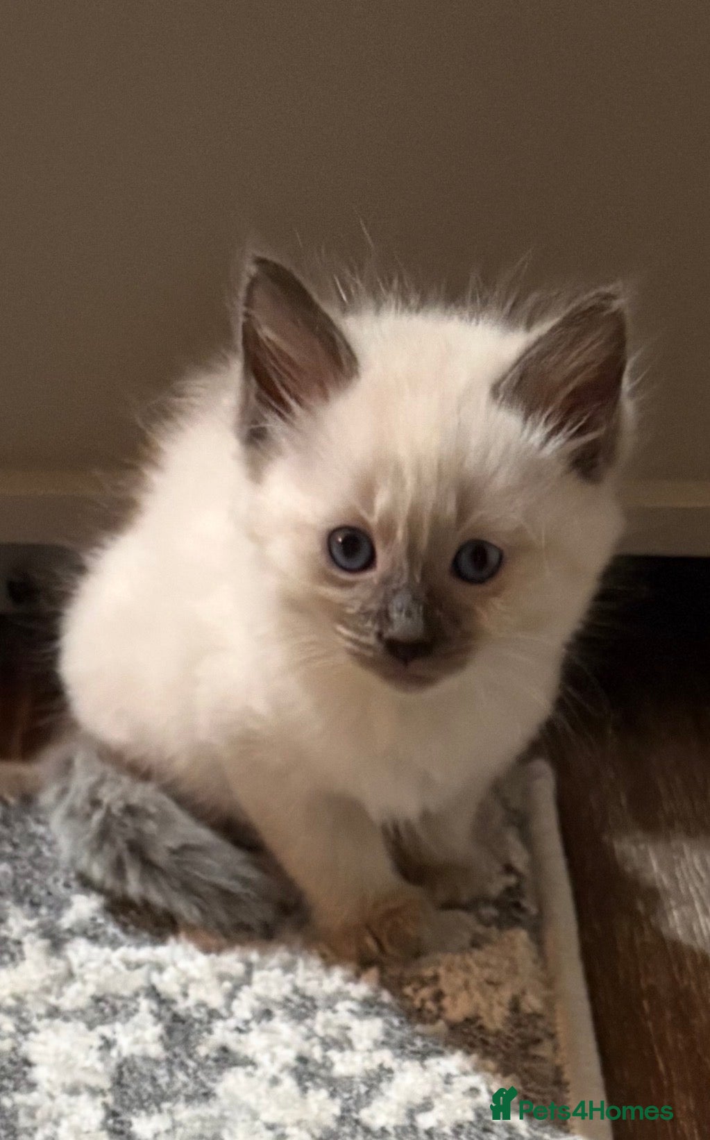 Ragdoll cats Stunning pedigree ragdools  - Advert 2