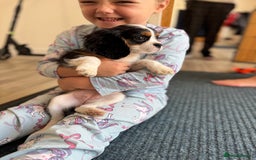 Cavalier King Charles Spaniel dogs for sale: One TRI GIRL just become available !  - Image 11