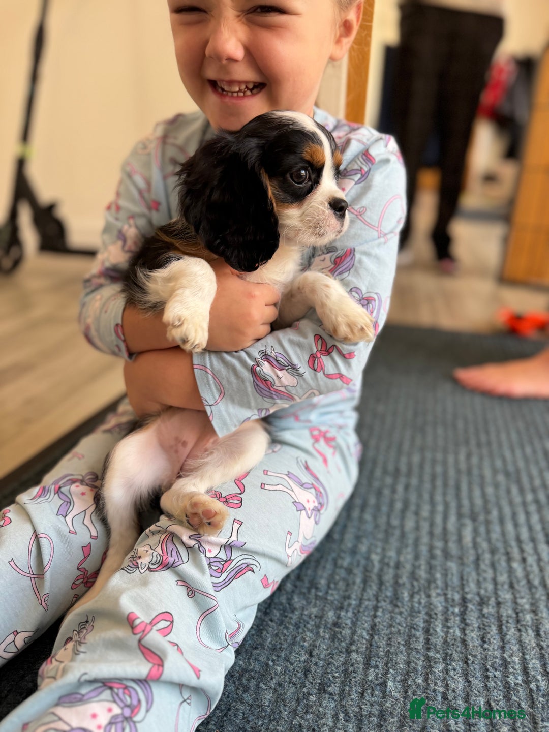 Cavalier King Charles Spaniel dogs for sale: One TRI GIRL just become available !  - Image 11