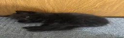 Mixed Breed cats for sale: Beautiful kitten Ragdoll & British Shorthair mix - Advert 4