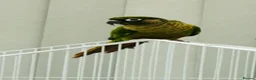 Conures birds for sale: Maroonbellied Conure - Advert 1