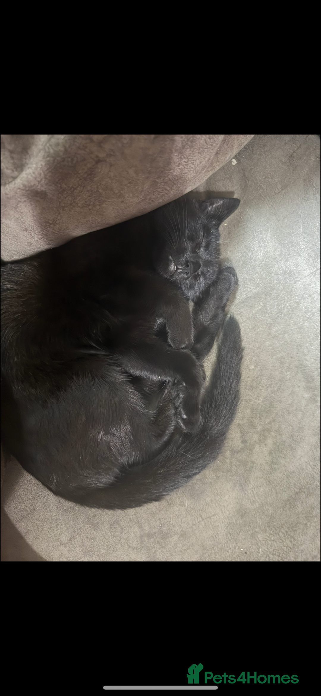 Mixed Breed cats for sale: two black cats (one male one female) - Image 5
