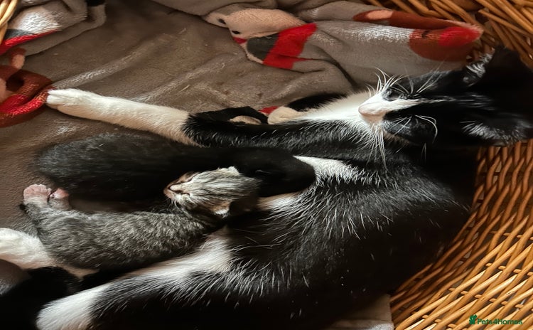 Mixed Breed cats Gorgeous kittens  - Advert 1