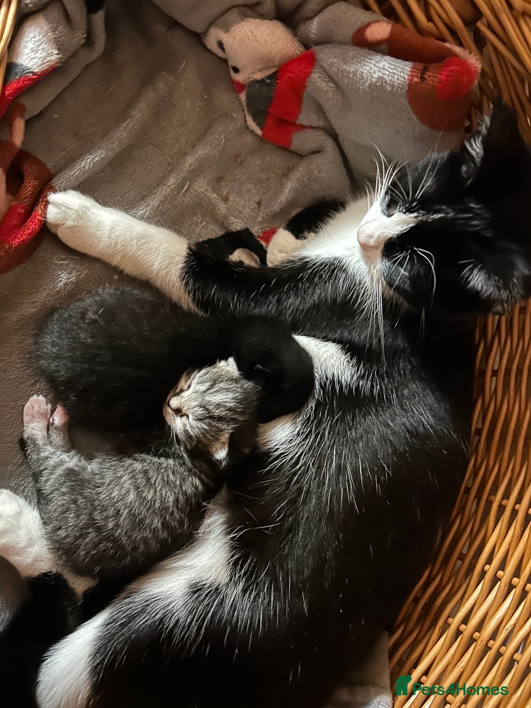 Mixed Breed cats for sale: Gorgeous kittens  - Advert 1