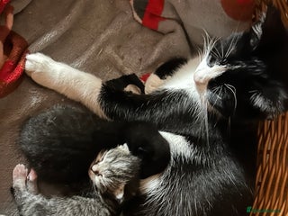 Mixed Breed cats Gorgeous kittens - Advert 1