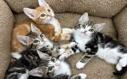 Mixed Breed cats for sale: BEAUTIFUL KITTENS - Image 5
