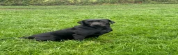 Labrador Retriever dogs for sale: KC Labradors, Black & Fox Red  - Advert 3
