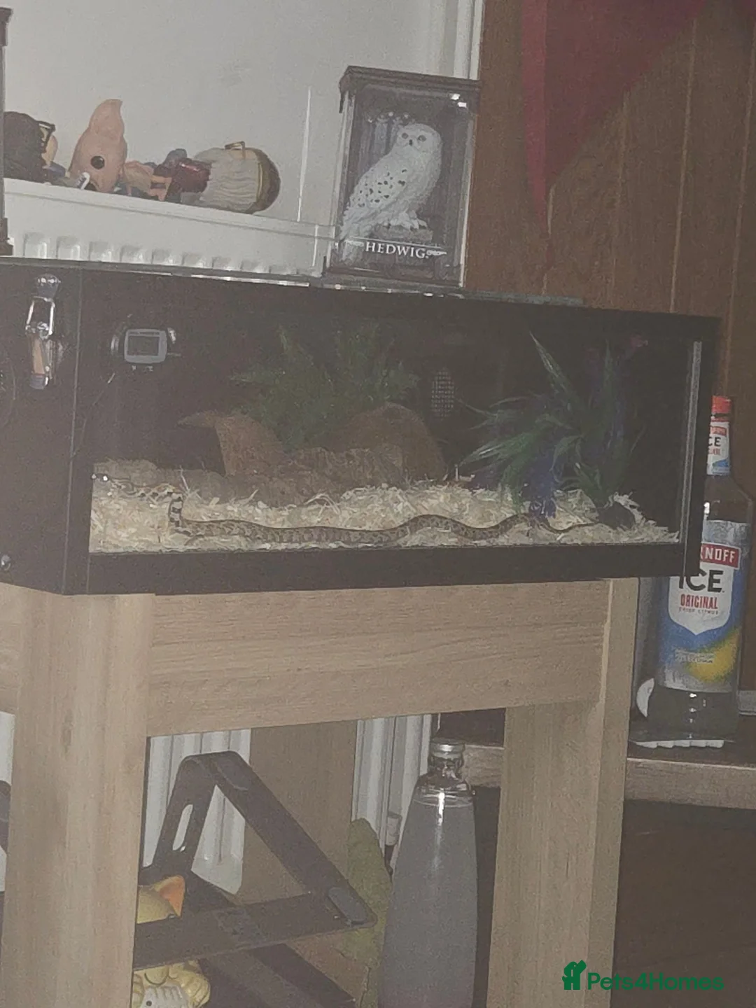 Corn Snake reptiles for sale: Caramel cornsnake for sale. in Bedford - Advert 2