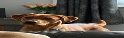 Labrador Retriever dogs for stud:  Haggis no fee until proven! KC Reg FOX RED   - Advert 4
