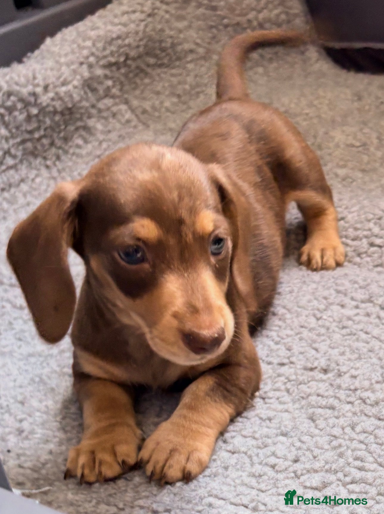 Miniature Dachshund dogs Outstanding miniature dapple dachshund puppies - Advert 2