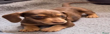 Miniature Dachshund Puppy 3