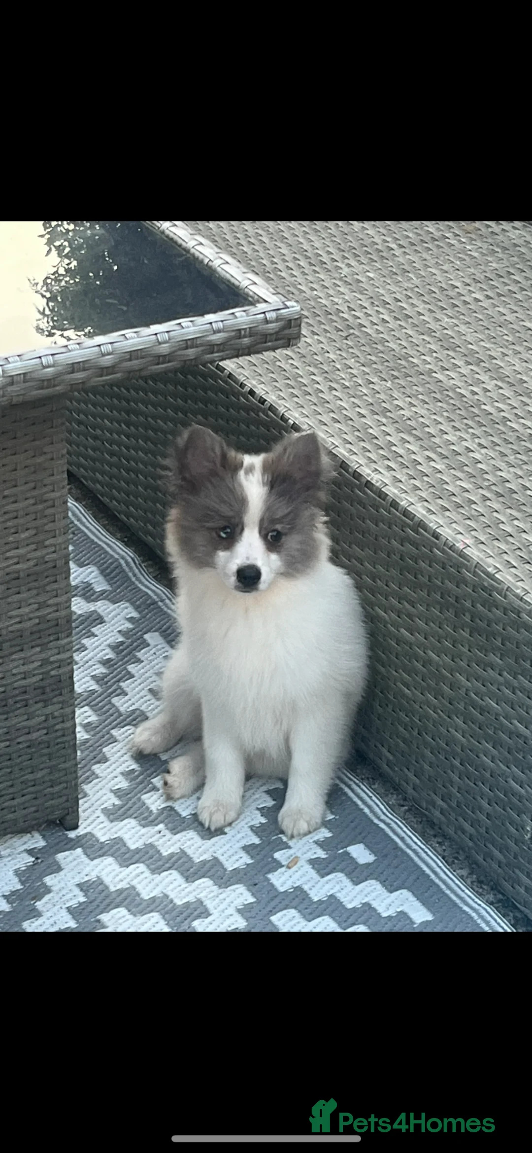 Mixed Breed dogs for sale: Pomsky X German shepherd  - Advert 13
