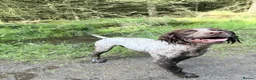 Cocker Spaniel dogs for stud: Stud  - Advert 3