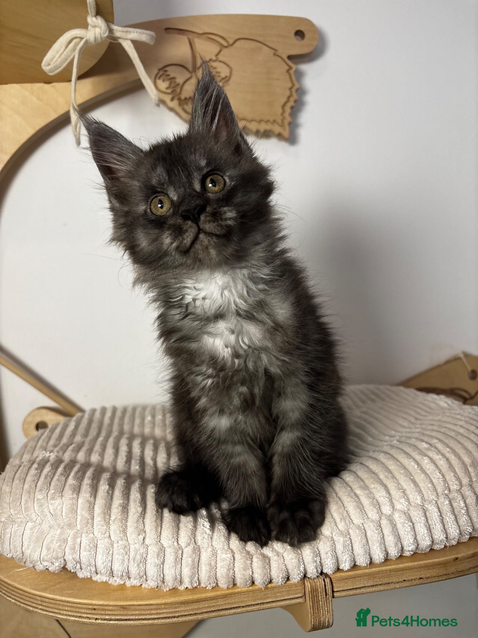 Maine Coon cats 3 Beautiful active Maine Coon Kitten’s - Advert 2