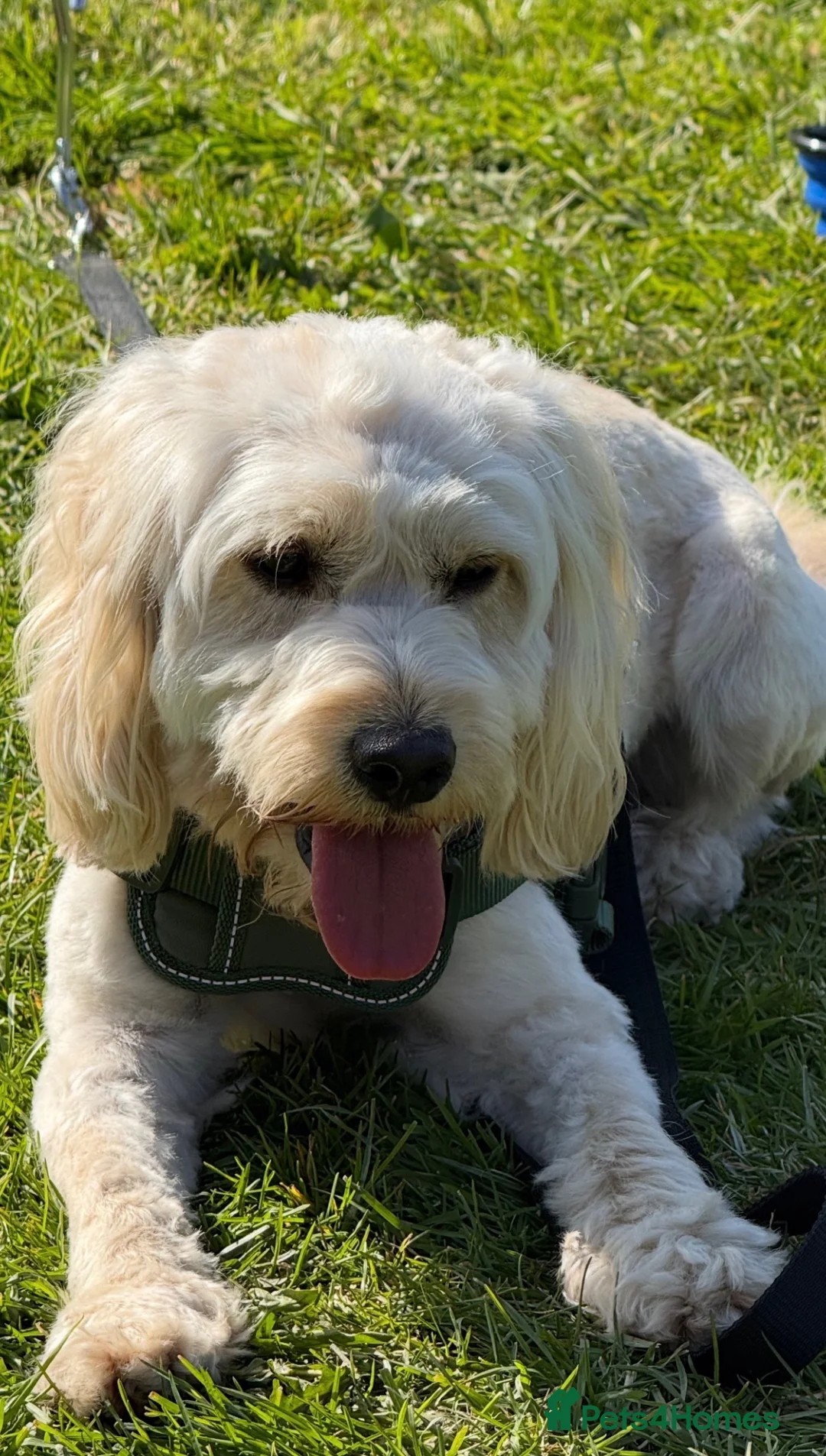 Cockapoo dogs for sale: Cockapoo - Advert 1