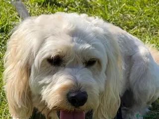 Cockapoo dogs Cockapoo - Advert 1