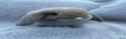 Mini Lop rabbits for sale: Mini lop bunnies  in Cannock - Advert 7