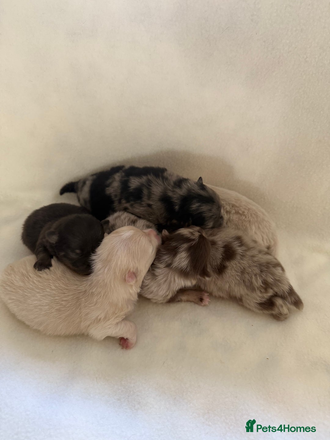 Pomeranian dogs for sale: BEAUTIFUL POMERANIAN PUPPIES  - Image 20