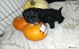 Cockapoo dogs for sale: Fb1 cockapoos puppies - Image 17