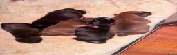 Staffordshire Bull Terrier dogs for sale: KC Staffordshire Bull Terrier in Ipswich - Advert 22