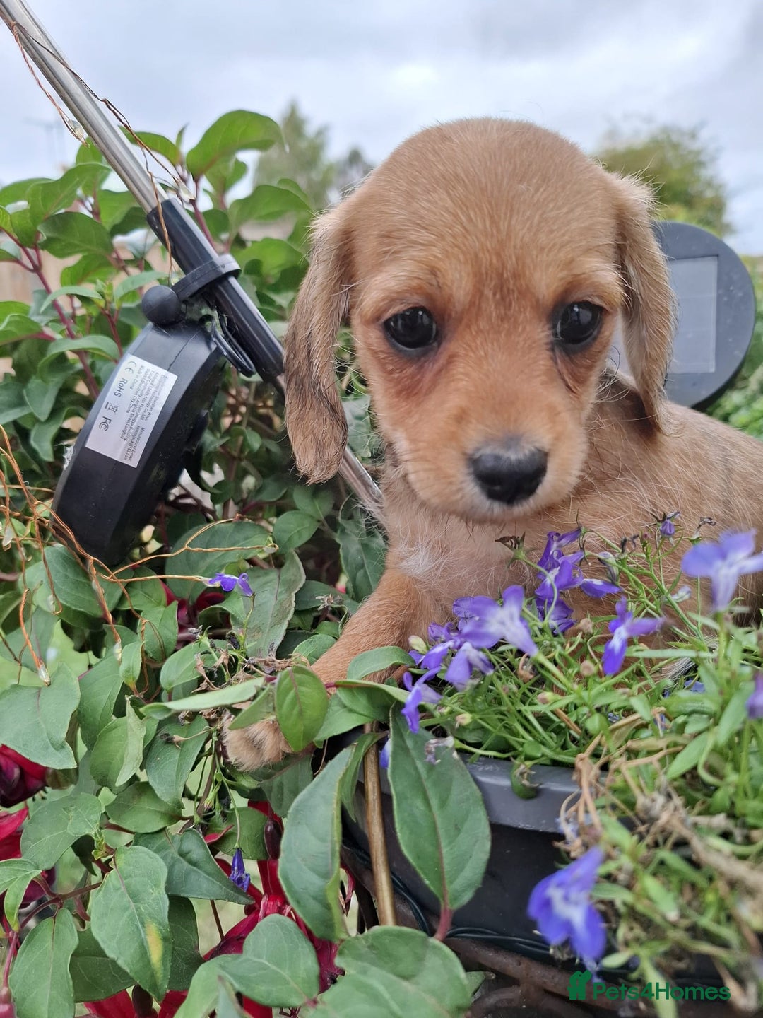 Mixed Breed dogs for sale: Daxiepoo puppies -miniature dachshund x toy poodle - Image 1