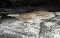 Oriental cats for sale: Full Pedigree Oriental 6 Kittens XL size ears GCCF - Image 17