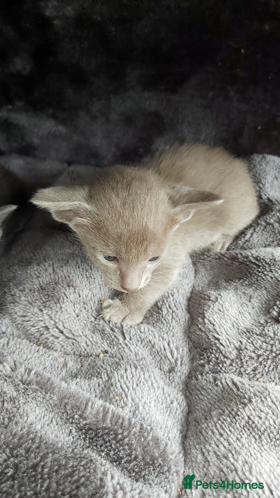Oriental cats for sale: Full Pedigree Oriental 6 Kittens XL size ears GCCF - Image 17