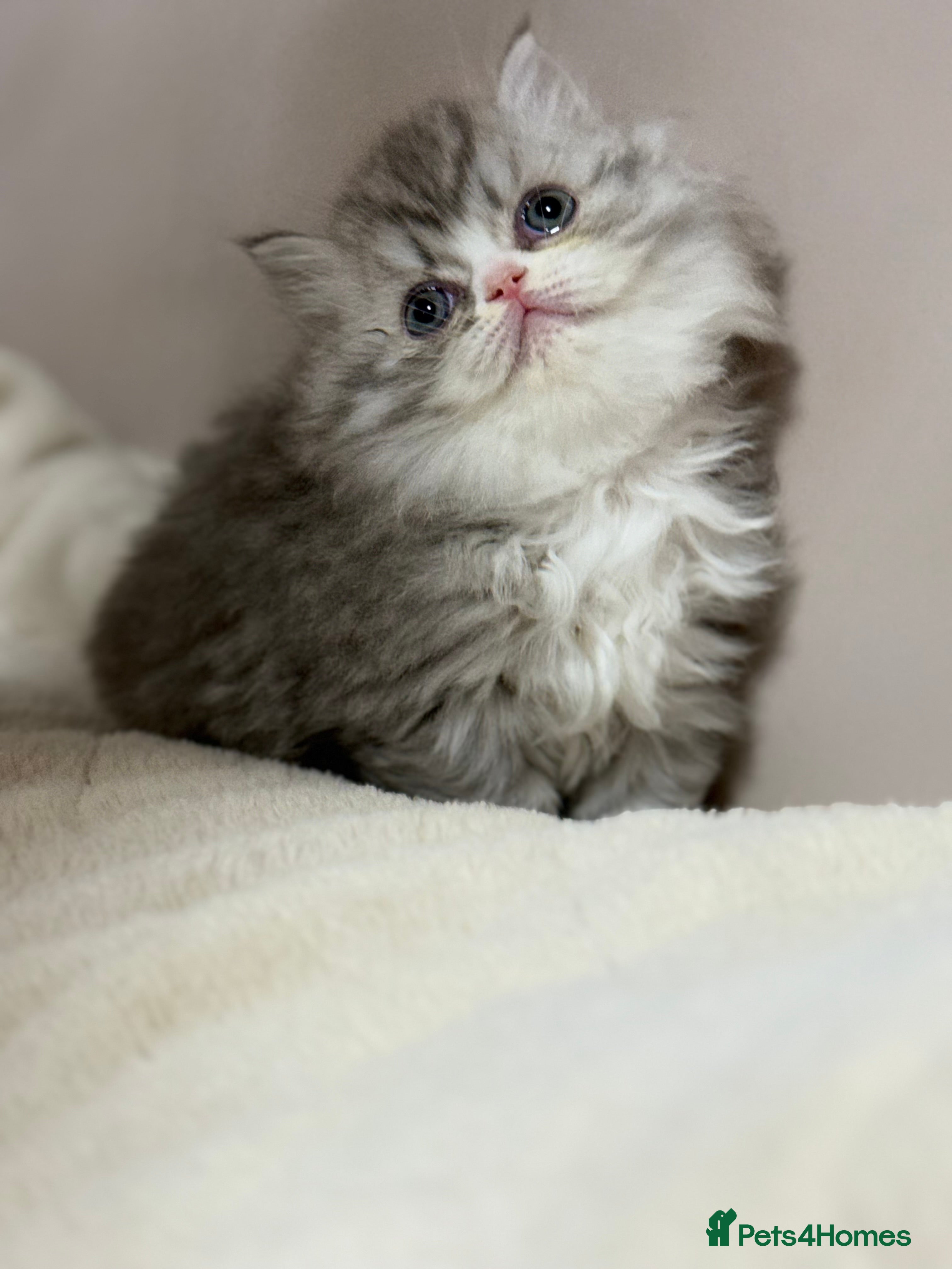 Persian cats Persian kittens  - Advert 1