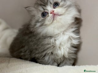 Persian cats Persian kittens - Advert 2