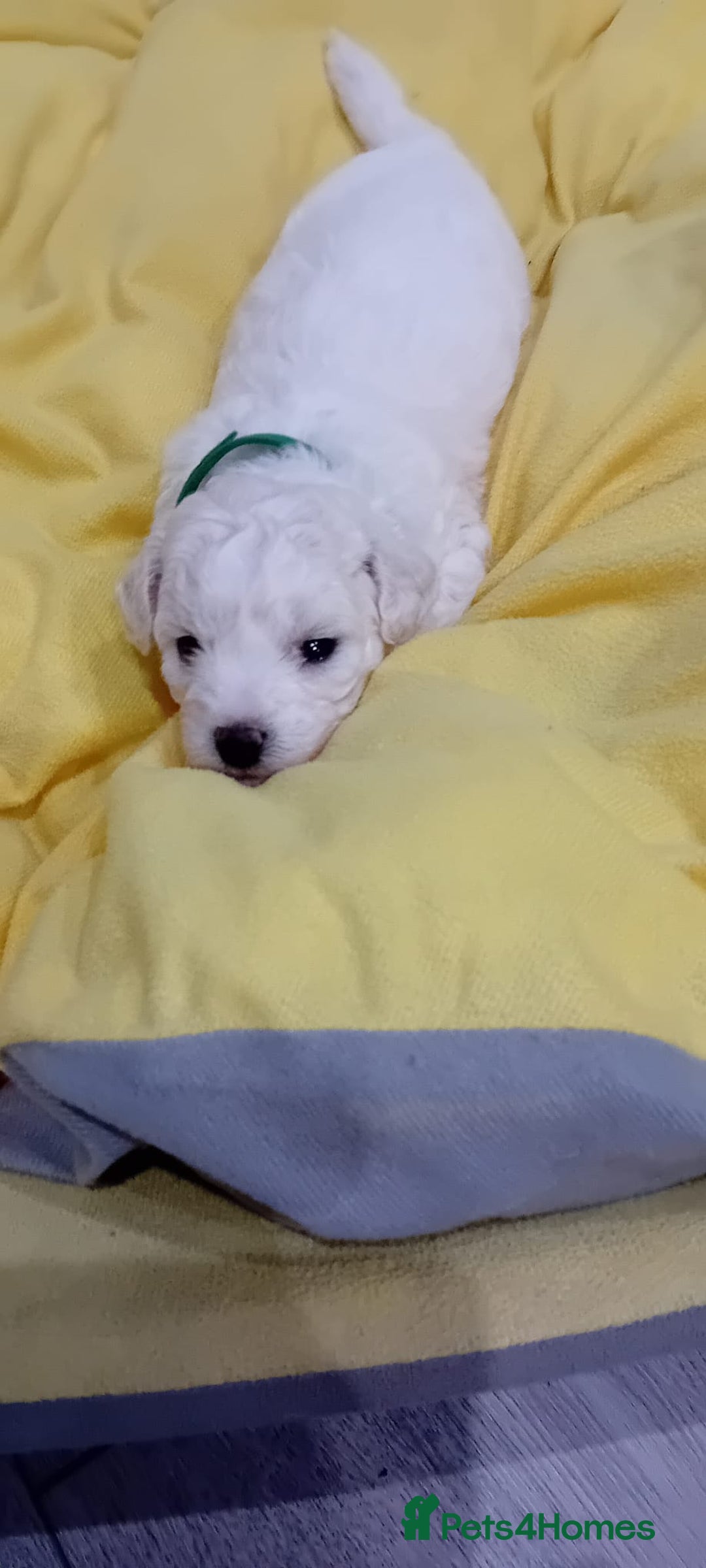 Bichon Frise dogs for sale: Bichon Frise 4 boys ( only 1 boy left ) - Advert 10