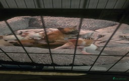 Chihuahua dogs for sale:  **  chihuahuas  - Advert 2