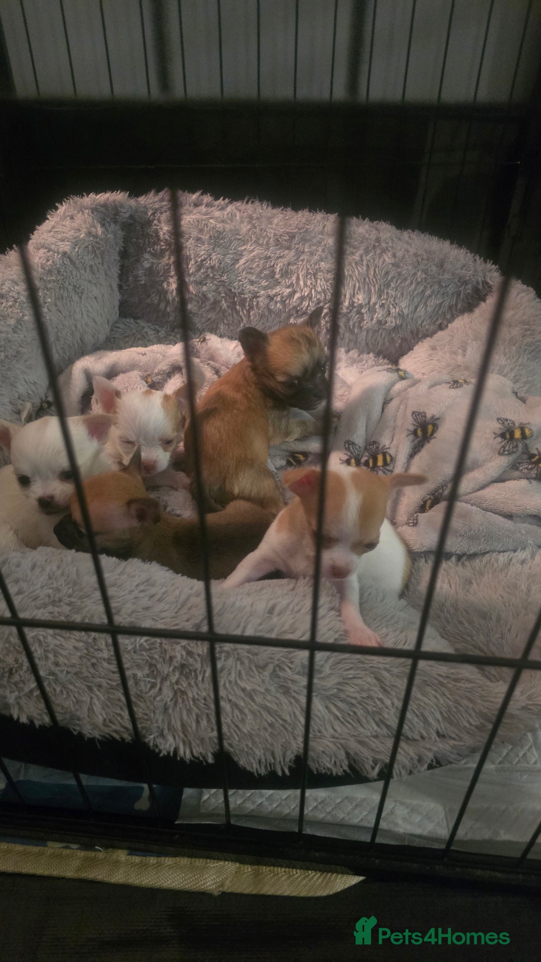 Chihuahua dogs for sale:  **  chihuahuas  - Advert 2