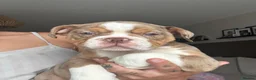Olde English Bulldogge dogs for sale: 3 Olde English bulldogges READY FOR NEW HOMES ✨  - Advert 12