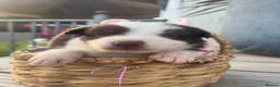 Border Collie dogs for sale: Border Collie Puppies for Sale - Advert 2
