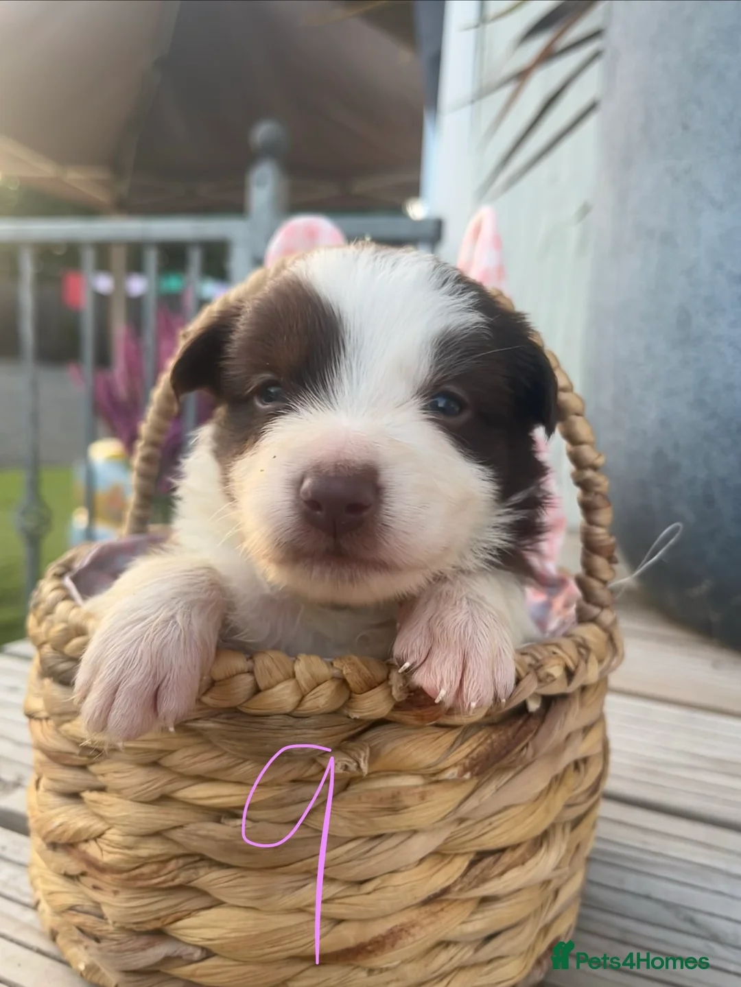 Border Collie dogs for sale: Border Collie Puppies for Sale - Advert 2