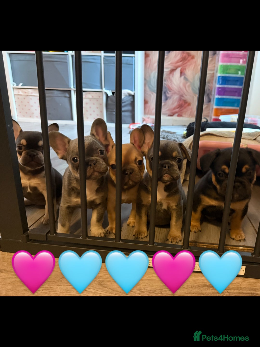 French Bulldog dogs for sale: Frenchies in Manchester - Image 1
