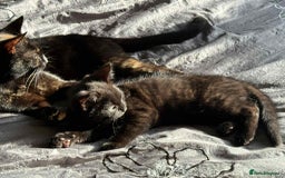 Mixed Breed cats for sale: Beautiful kittens available  - Image 4