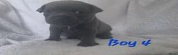 Staffordshire Bull Terrier dogs for sale: Stunning Blue Staffordshire Bull terrier puppy's  - Advert 8