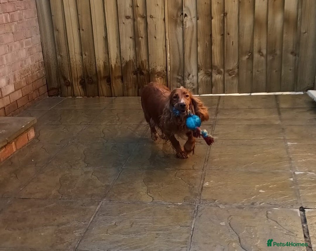 Cocker Spaniel dogs for sale: 2 Females Cocker Spaniel For Rehoming - Advert 5